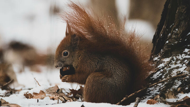 Eichhörnchen im Winter Schnee IV