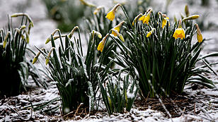 This spring begins with frost and snow