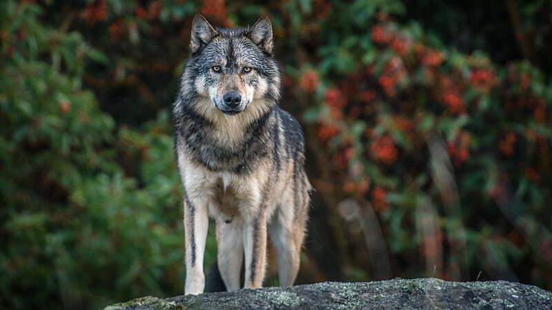 Takaya, der einsame Wolf