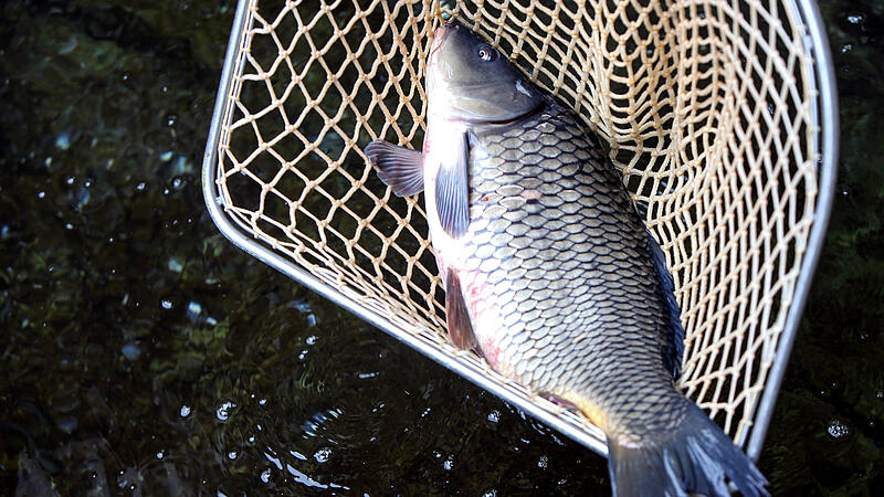 Weihnachten: Heimischer Fisch kommt nur selten auf den Tisch