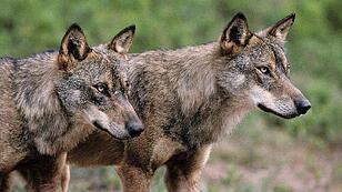 Angst vor dem Wolf: Kindergarten stellt Spiele im Wald ein