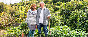 Senior couple gardening in the backyard garden.