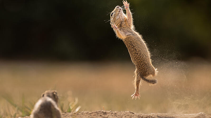 Comedy Wildlife Photography Awards 2023 | Die lustigsten Tierfotos des Jahres