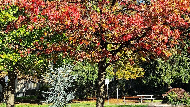 Die schönsten Herbst-Fotos der OÖN-Leser