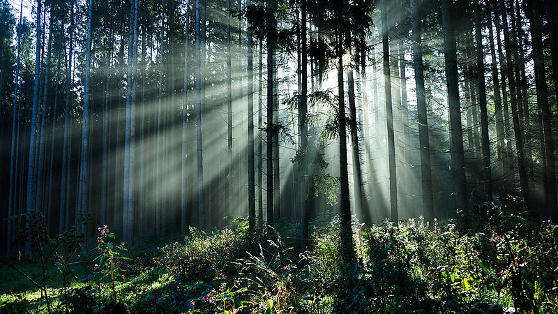 Die schönsten Waldfotos unser Leserinnen und Leser