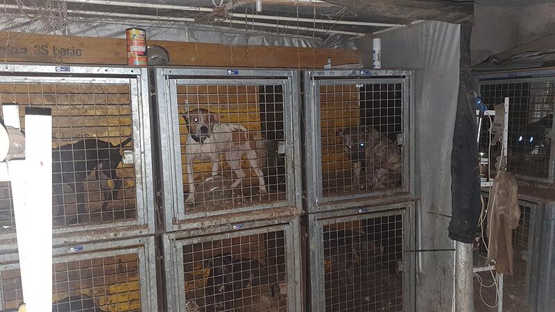 Rettung in letzter Minute: Bei Razzia wurden 44 Hunde aus Verlies befreit