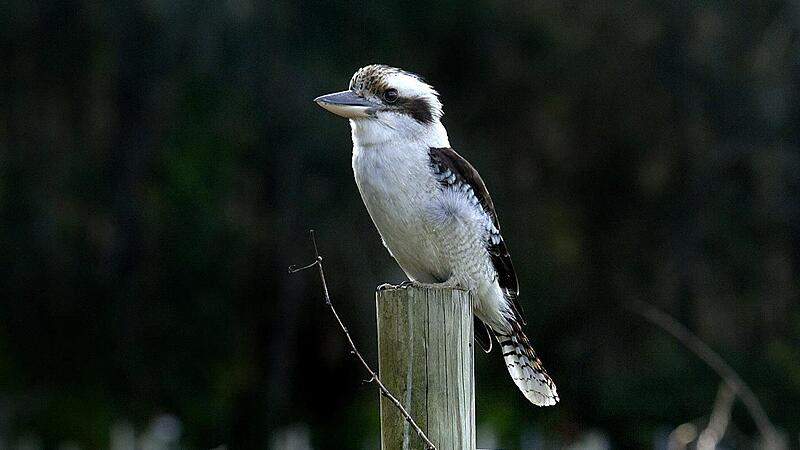 Stadtschreiber Wels Kookaburra