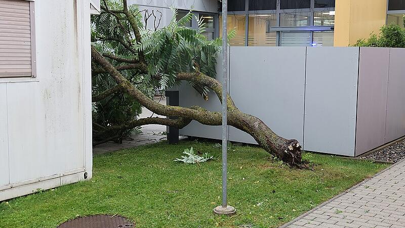 Bäume, die Schäden anrichten