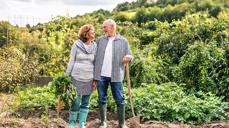 Senior couple gardening in the backyard garden.