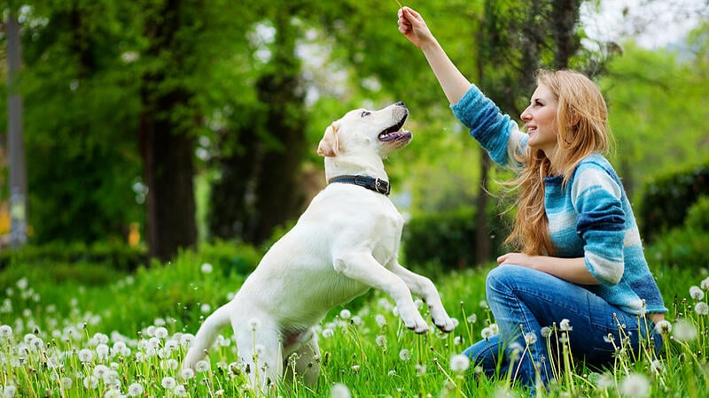 Ein Hund, 1000 Fragen Lösungen für tierisch nervende Alltagsprobleme