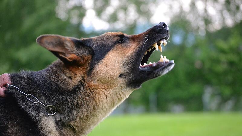 Bellt der Hund ständig, ist etwas schiefgelaufen