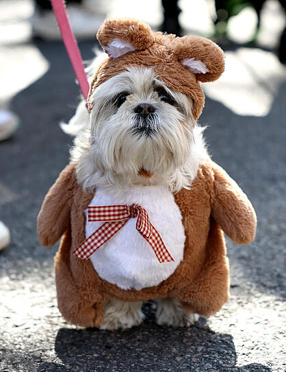 Traditionelle Halloween-Hunde-Parade zog durch New York