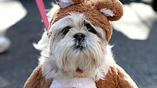 Traditionelle Halloween-Hunde-Parade zog durch New York