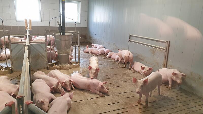 Chaos um Schweineställe: Bauern investieren nicht mehr