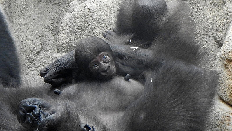 Gorillababy Jabari zeigt sich den Zoobesuchern