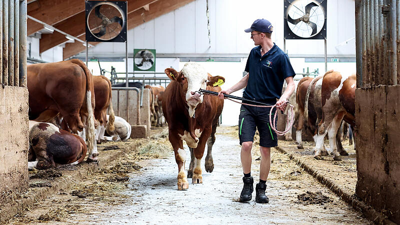 Blauzungenkrankheit: Züchter in Sorge