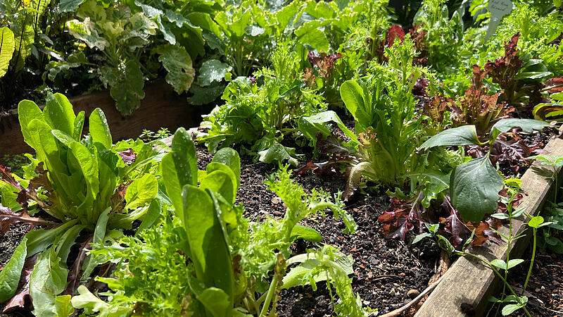 Flottes Gemüse: Salat und Kohlrabi