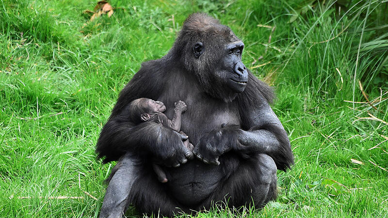 Dubliner Zoo freut sich über Gorilla-Nachwuchs