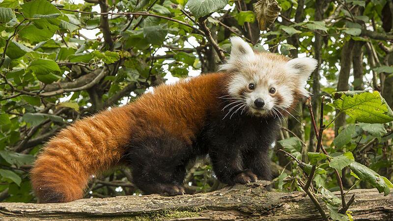 Panda-Babys im Linzer Zoo