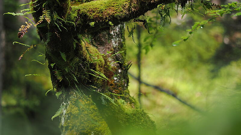 Die schönsten Waldfotos unser Leserinnen und Leser