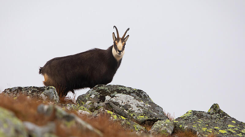 Fünf offene Fragen zur Gamsjagd im südlichen Höllengebirge