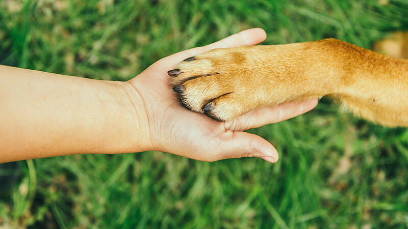 Was tun, wenn sich der Hund selbst beißt? Nachrichten.at