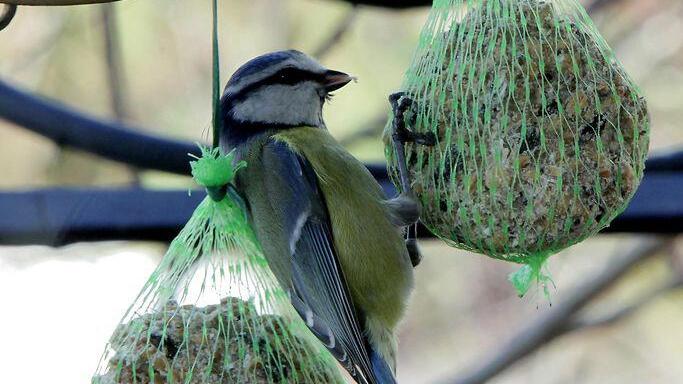 Das Lieblingsfutter von Amsel, Meise, Fink und Specht