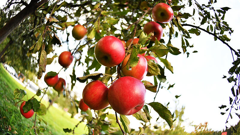 Alleskönner Apfel: Gesund, schmackhaft, kalorienarm