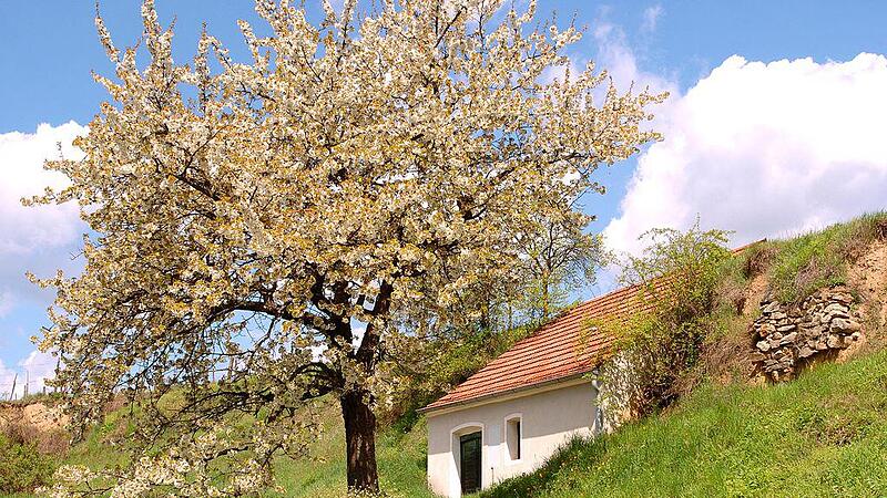 Die Reben schlagen aus &ndash; der Wei nfrühling ist angebrochen