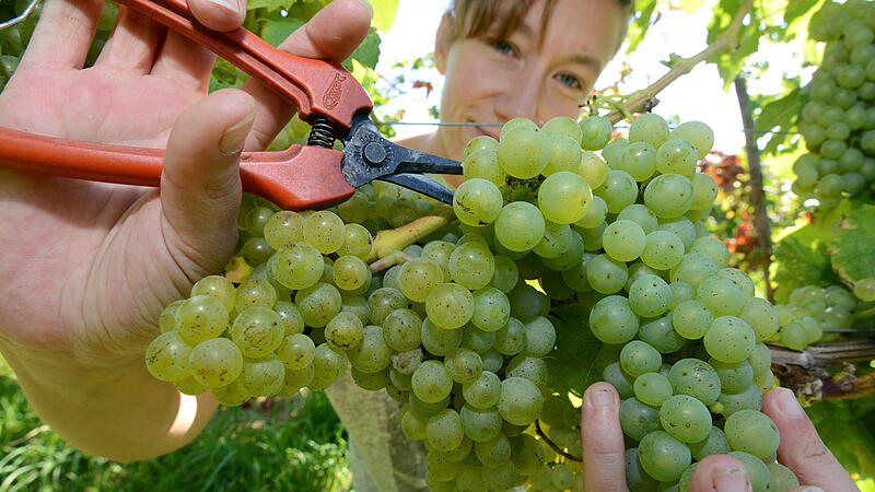 GERMANY WINE HARVEST