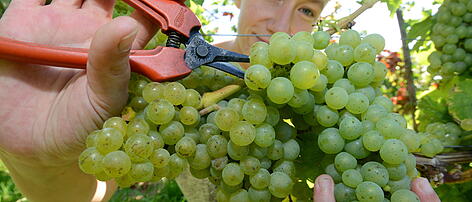 GERMANY WINE HARVEST