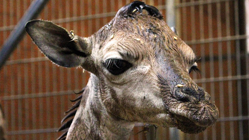 Giraffenbaby im Zoo Schmiding schmust mit seiner Mama