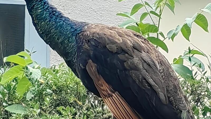 Entlaufener Pfau beschäftigt Linzer Tierrettung schon seit drei Wochen