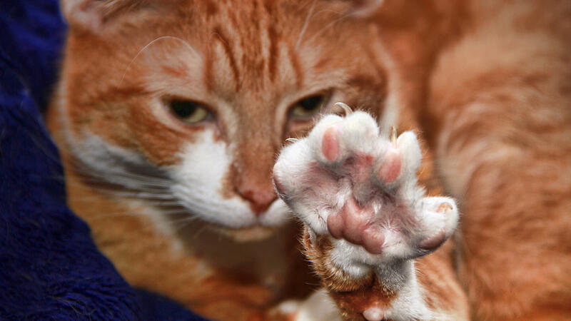 cute cat stretching