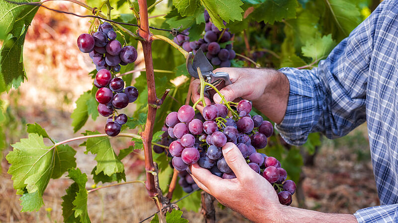 Weintrauben Ernte Weinernte Weinlese Wein