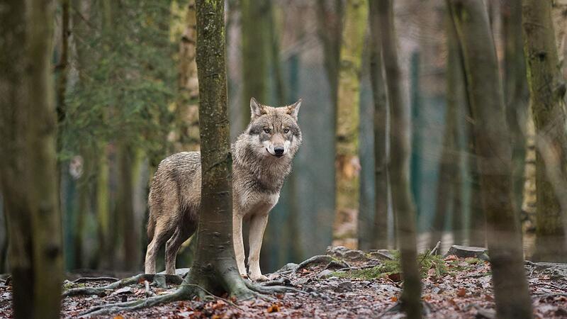 Wolfsverdacht: "Uns ist jetzt allen angst und bang"