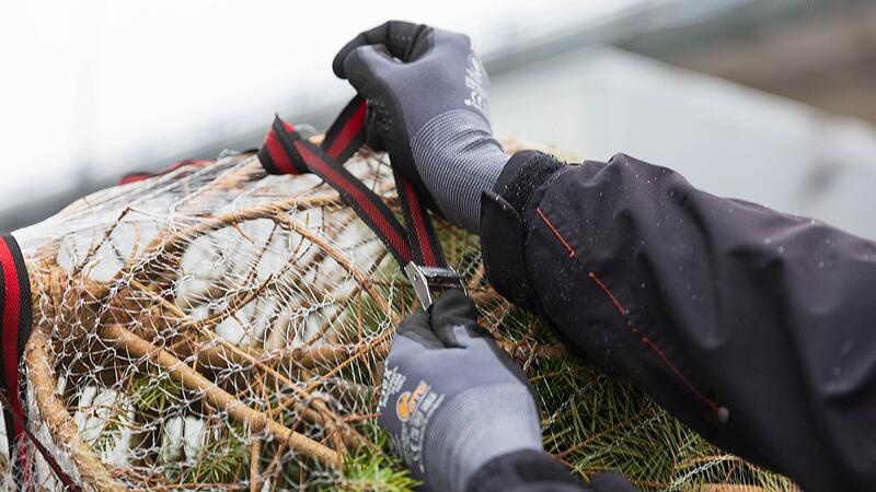 Christbaum richtig transportieren