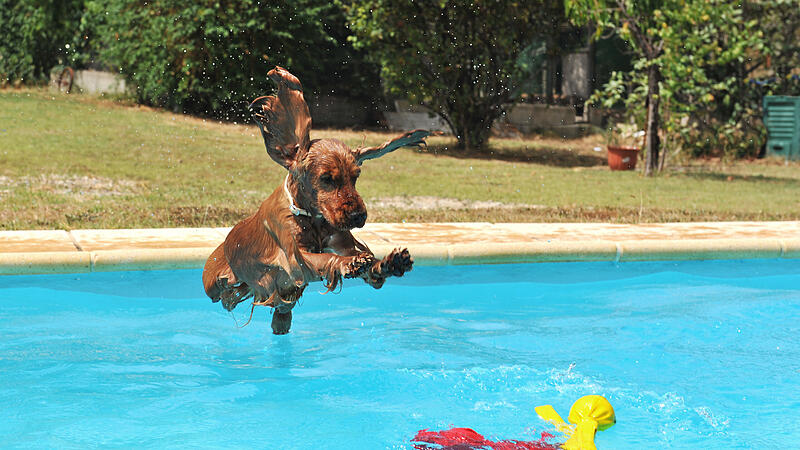 jumping cocker spaniel