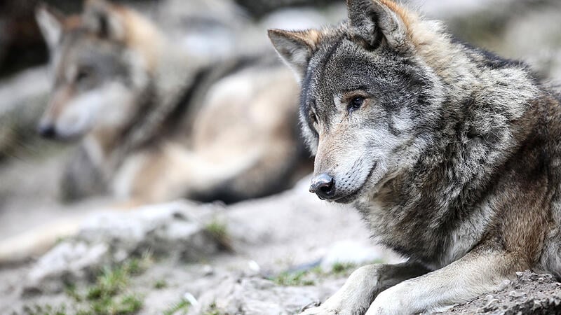 Rechtsexperte: "Es darf keine legalen Wege geben, einen Wolf zu töten"