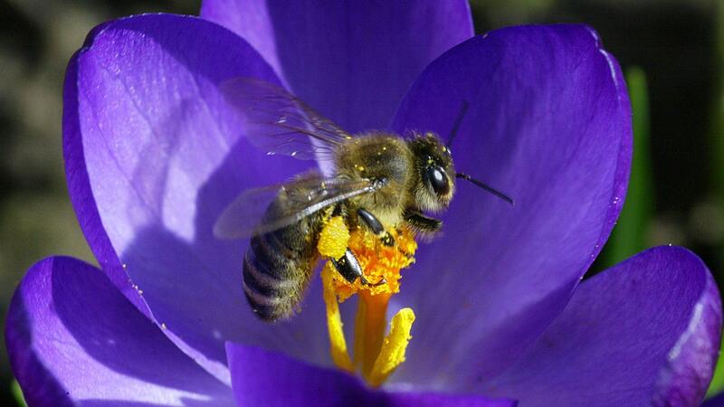 Bienen-Nahrung im Frühling