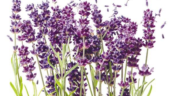 Lavendel hilft gegen Angst und Schnupfen