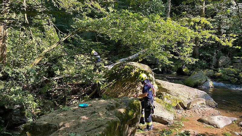 Eschen in der Nähe von Rodlbad werden vorsorglich entfernt