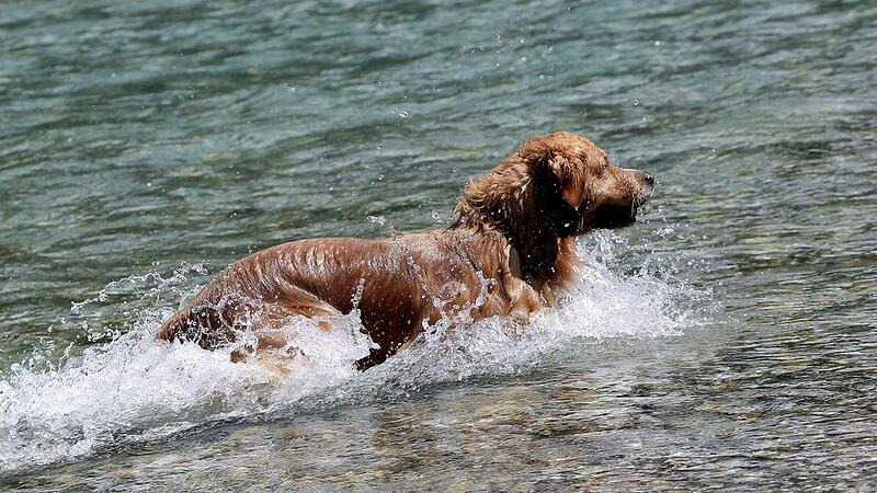 Hitze: Soll man Hunde nicht Wasser springen | Nachrichten.at