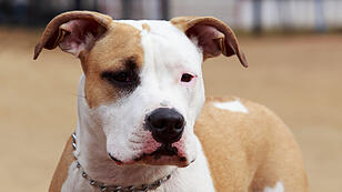 breed dog American Staffordshire Terrier