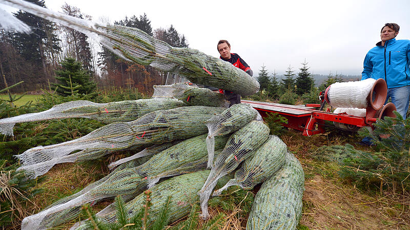 2,5 Millionen Christbäume sind für Weihnachten bereit