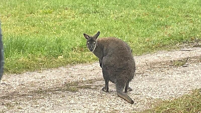 Ein entlaufenes Wallaby geistert im Bezirk Vöcklabruck herum