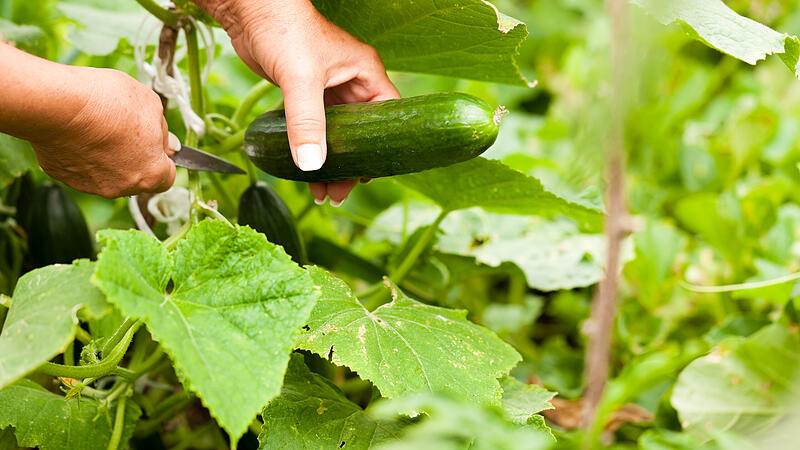 Woman harvesting cucumbers in her garden