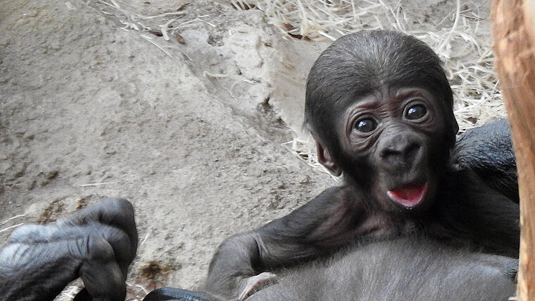 Kleines Gorilla-Baby ist putzmunter