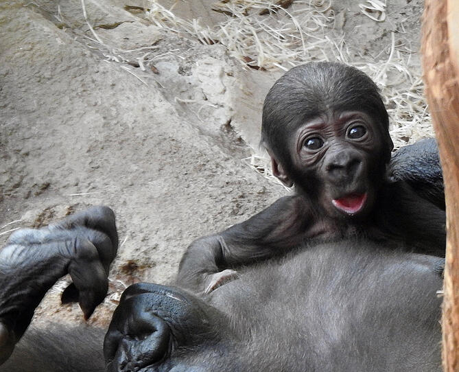 Kleines Gorilla-Baby ist putzmunter
