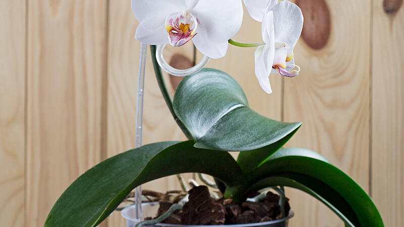 White orchid in pot